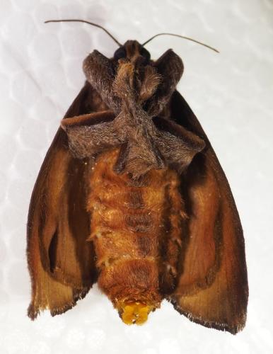 Acharia sp.